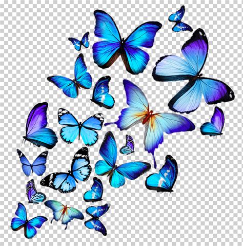 Vectores Mariposas Azules Frontera De Mariposas Azule