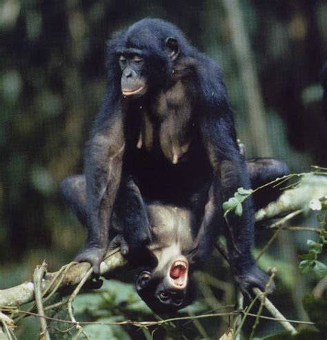 Chimpanzee Information Sex Differences Between Bonobo Apes And