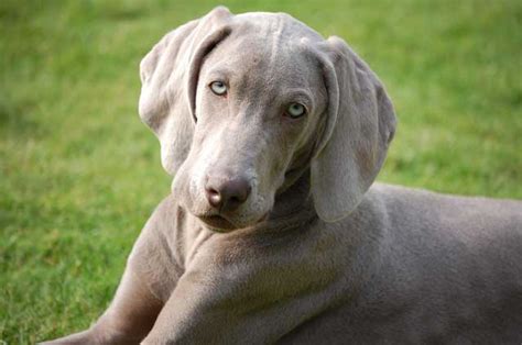 Weimaraner Australian Dog Lover