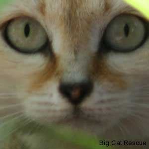 We did not find results for: Sand cat facts, photos, videos, sounds and news | Sand cat ...