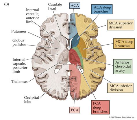 Anterior Cerebral Artery Aca Middle Cerebral Nervous System