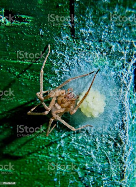 Brown Recluse Spider Stock Photo Download Image Now Brown Solitude