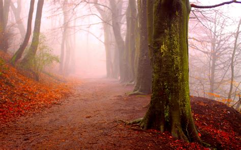 autumn fog FOREST FOG - Nature Forests HD Desktop Wallpaper