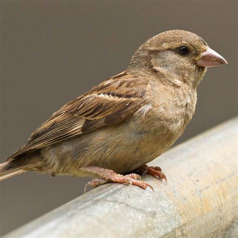 Hawaiʻi Birding Trails House Sparrow