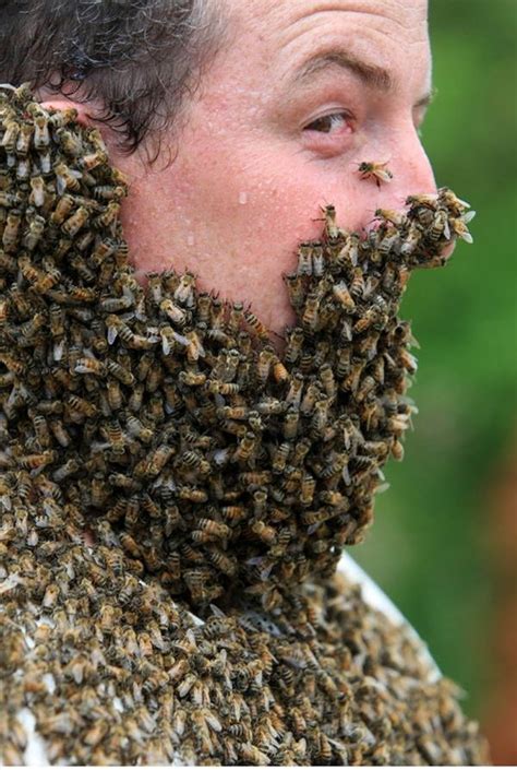 Bee Beards Your New Favorite Hobby