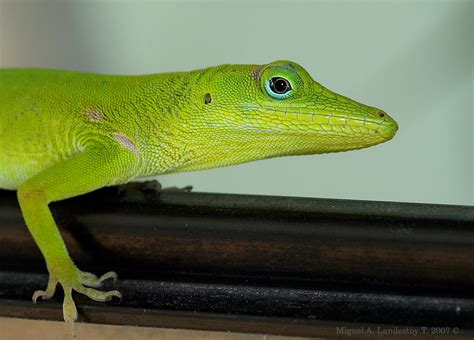 Hispaniolan Green Anole Anolis Chlorocyanus At Herpedia™com