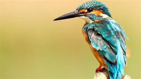 Beautiful Kingfisher Bird Wallpaper Hd Wallpapers