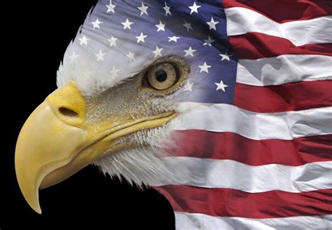 american flag with eagle wallpaper wallpapersafari hot sex picture