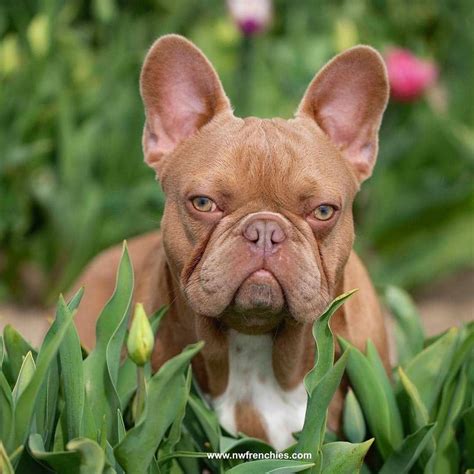Buy and sell almost anything on gumtree classifieds. Isabella French Bulldog Breeders | French Bulldog