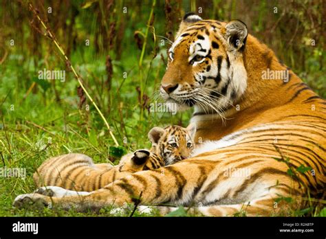 Siberianamur Tiger Cubs Panthera Tigris Altaica With Mother Stock