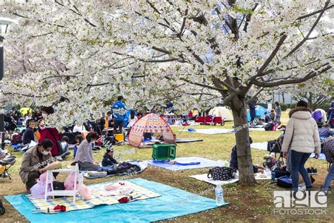 Tourists And Local Japanese Make Picnic Under Blossoming Cherry Trees Cherry Blossom In Spring