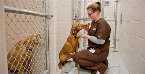 Veterinary Technician Career For People Who Love Animals