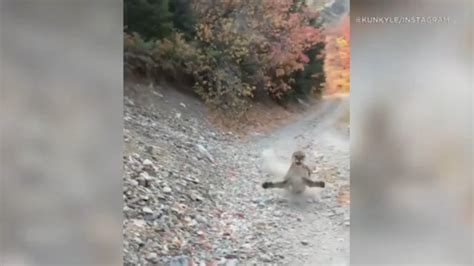 Caught On Camera Video Goes Viral After Cougar Stalks Hiker In Provo Utahs Slate Canyon