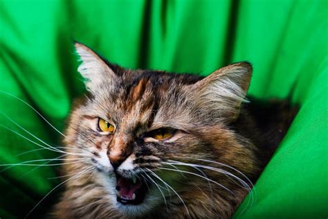 Portrait Of Angry Cat Stock Photo Image Of Domestic 150891386