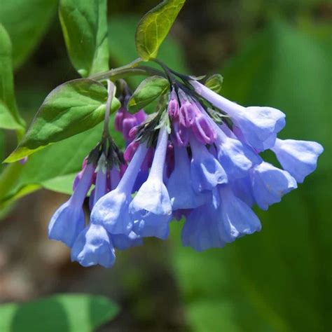 Bluebells Virginia Mertensia Virginica Bowmans Hill Wildflower