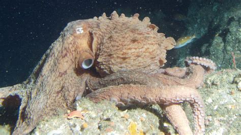 The Frilled Giant Pacific Octopus Is A New Species Of Cephalopod