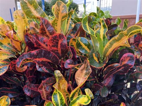 Crotons Deliver A Blaze Of Bold And Bright Fall Foliage Colors Year