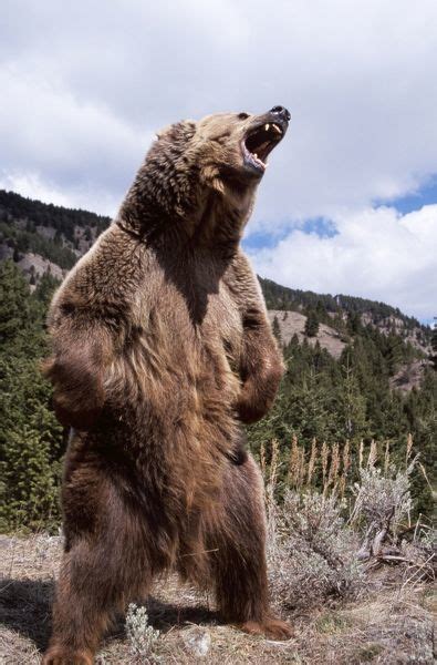 However when it stands on its hind legs the bear reaches the height of 7 feet 10 inches to 9 feet 10 inches. Grizzly Bear Standing Up And Roaring | Grizzly bear ...