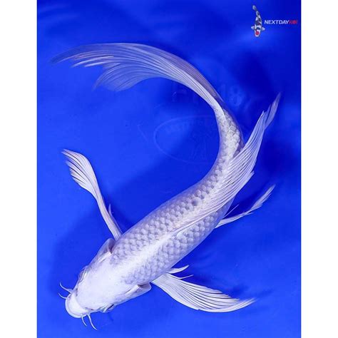 8 Imported Platinum Ogon Butterfly Koi Koi Fish For Sale