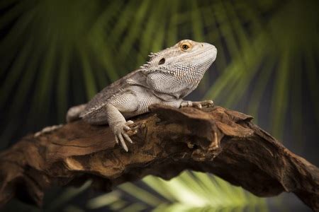 Find out the advantages and disadvantages of having a reptile as a pet. Best Pet Reptiles for Children