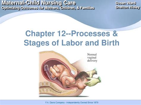 Ppt Chapter 12 Processes And Stages Of Labor And Birth Powerpoint