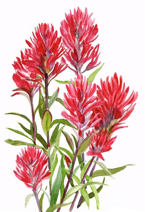 Indian Paint Brush Painting Indian Paintbrush By Sharon Freeman