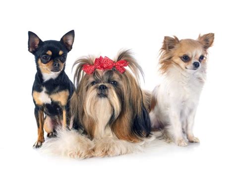 Maybe you would like to learn more about one of these? Shih Tzu Chihuahua mix or ShiChi: Entertaining Dog in a Tiny Body