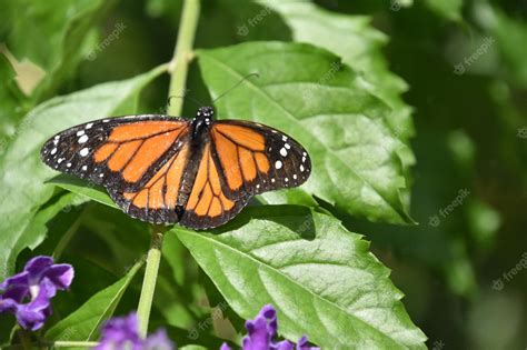 Premium Photo Stunning Orange Monarch Butterfly In A Garden