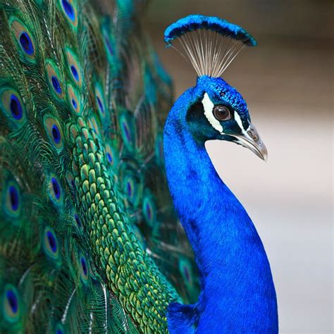 Pin By Zina Hopson On Animals Preening Peacocks Peacock Peacock