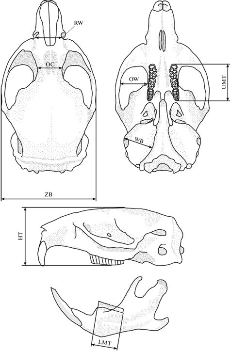 Scheme Of Skull Measurements Used In This Work Only The Measurements