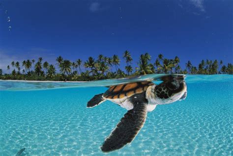 Turtle Laptop Wallpapers Top Free Turtle Laptop