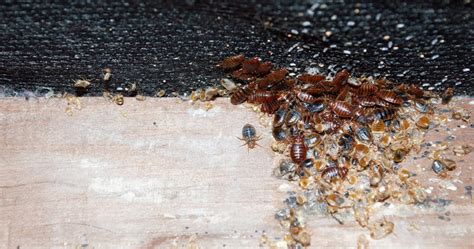 Blood Sucking Bed Bugs This Halloween Pointe Pest Control
