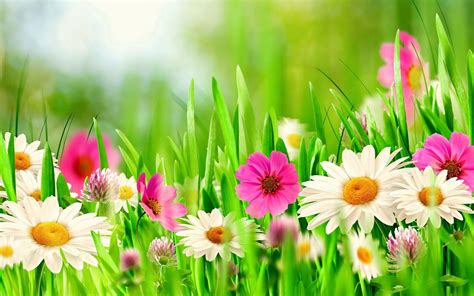 Free Download Spring Flowers Background 52 Images 1920x1200 For Your