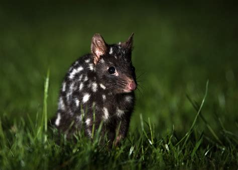 Eastern Quoll Sean Crane Photography