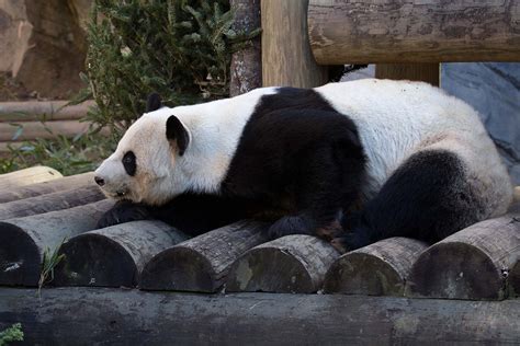 Support The Pandas Zoo Atlanta