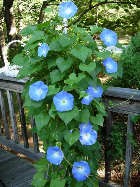 Blue Flowers Are Growing On The Side Of A Wooden Deck In Front Of A
