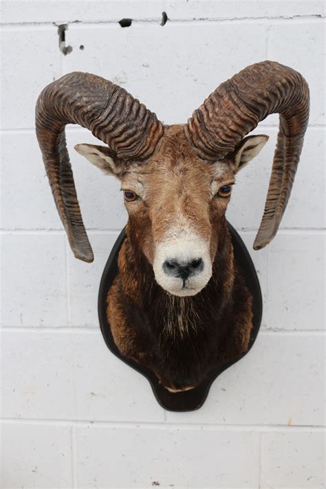 Mouflon Sheep Head Mount Pandd International Furtraders