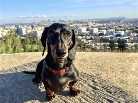 7 Of The Best Pet Friendly Hotels In Los Angeles Travelnuity