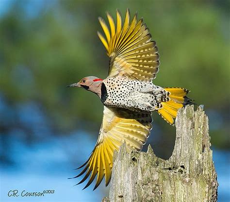 The Northern Flicker Colaptes Auratus This Guy Loves To Forage For