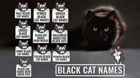 Cool Cat Names For Black Cats Upnatomdesign