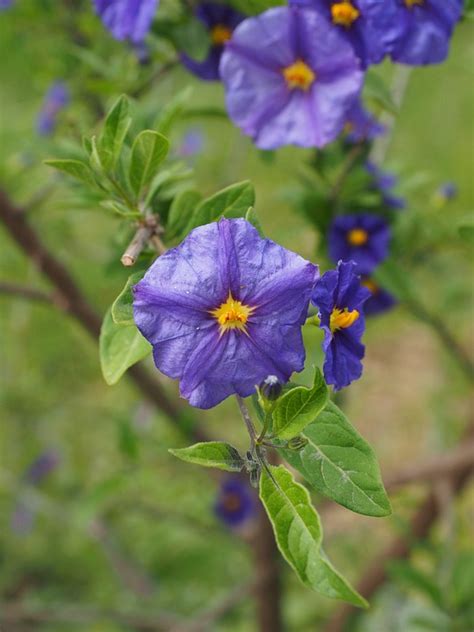 Free Photo Gentian Shrub Flowers Purple Free Image On Pixabay