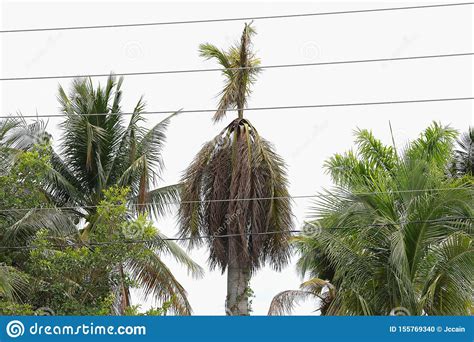 Dying Palm Tree Stock Photo Image Of Destroy Dead 155769340