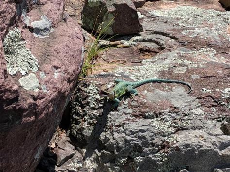 Eastern Collared Lizard Missouri Department Of Conservation
