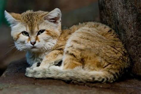 Sand Cat Facts Pictures Information Desert Living Cat Species