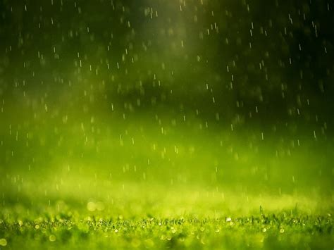 Raining On Grass Macro Photography Hd Wallpaper Hd Nature Wallpapers
