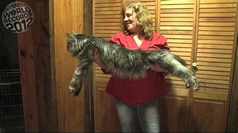 Stewie The Worlds Longest Cat