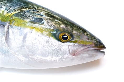 Hamachi—the Third Popular Fish After Salmon And Tuna Chefs Wonderland