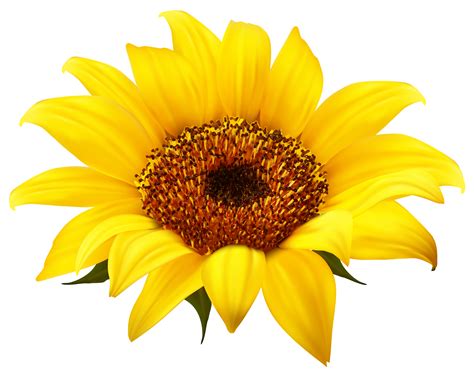 Sunflower Clip Art Free Printable Free Clipart Clip Art Library My
