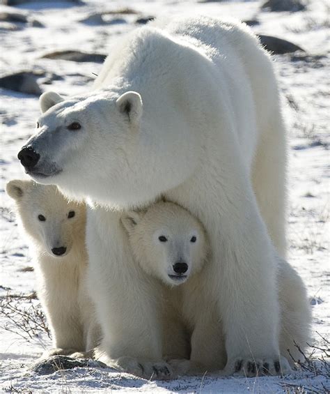 Are Polar Bears Really Endangered Nature Wsu