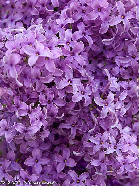 248 Best Color Lilac Lila Images On Pinterest Lavender Lilacs